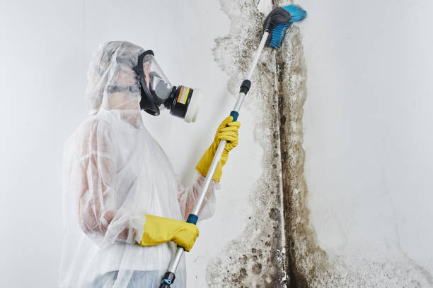 Best Mold Damage Restoration  in Greensboro, NC